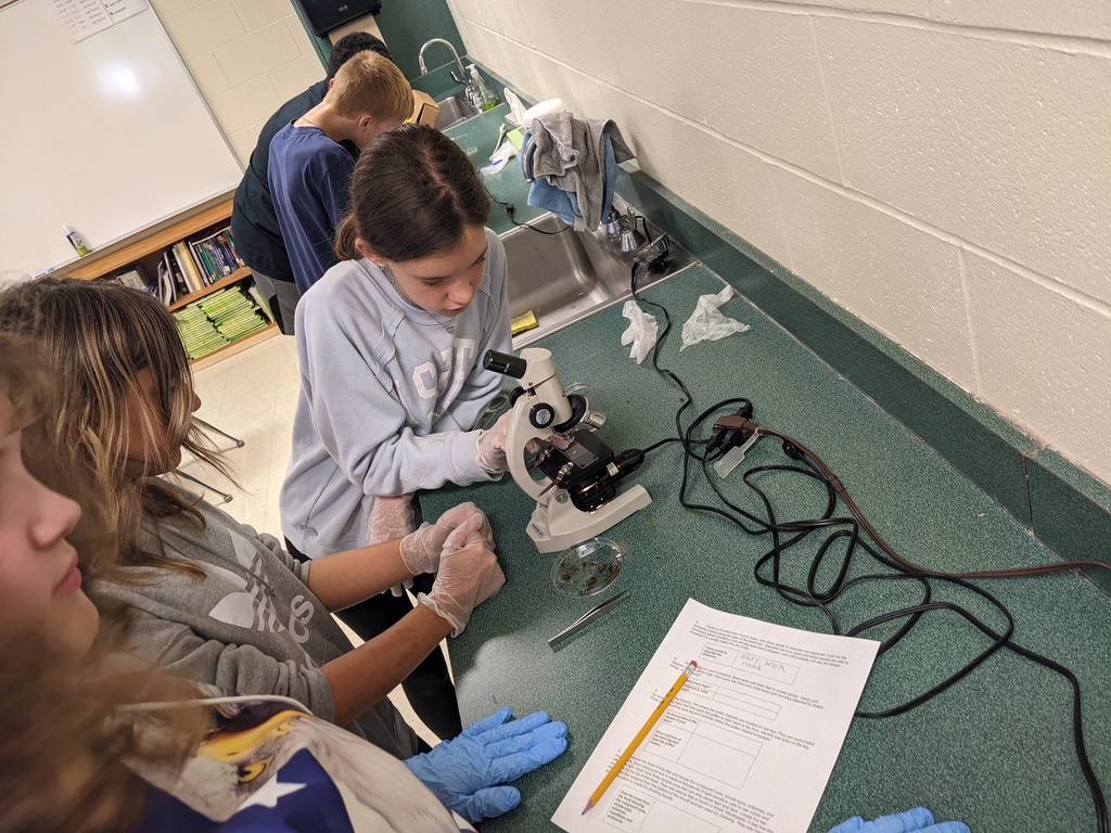Bee Dissection 7th Grade 